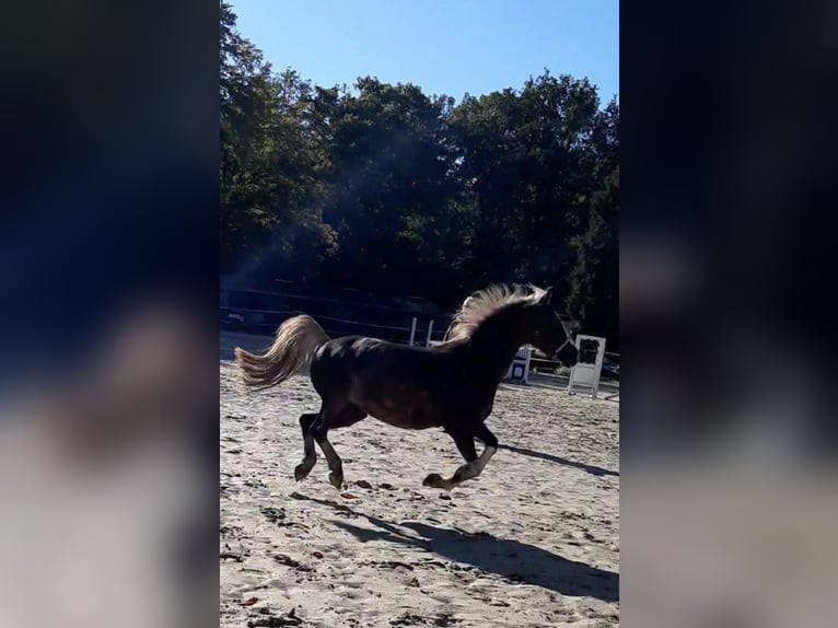Welsh-C Stute 15 Jahre 138 cm Dunkelfuchs in Essen - Altenessen