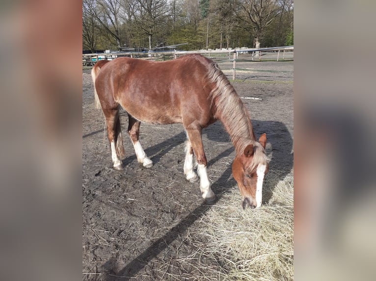 Welsh-C Stute 15 Jahre 138 cm Dunkelfuchs in Essen - Altenessen