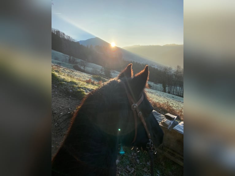 Welsh-C Stute 15 Jahre 143 cm Rappe in Freiburg im Breisgau