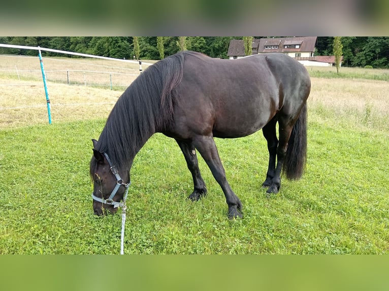 Welsh-C Stute 15 Jahre 143 cm Rappe in Freiburg im Breisgau