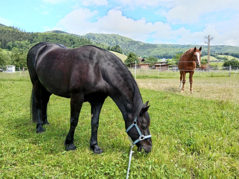 Welsh-C Stute 15 Jahre 143 cm Rappe in Freiburg im Breisgau