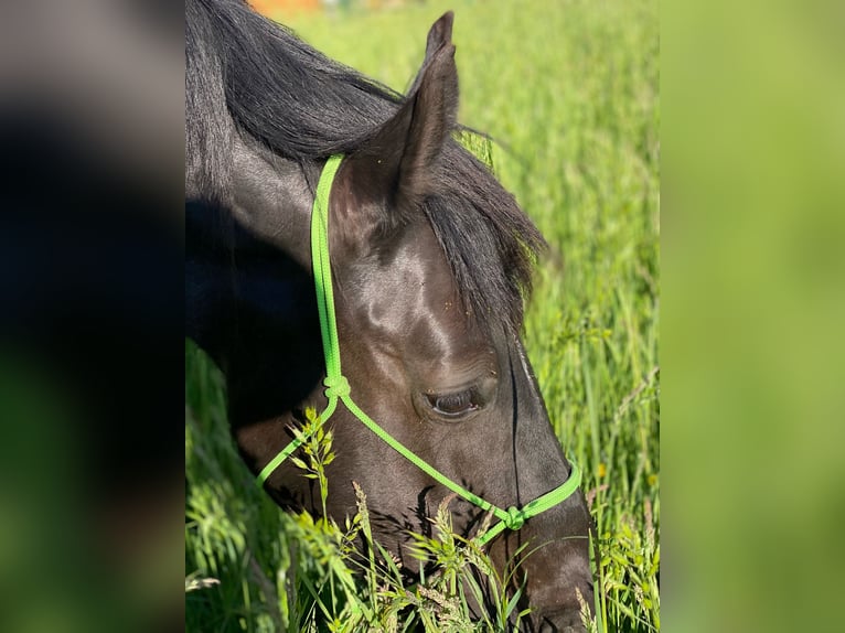 Welsh-C Stute 15 Jahre 143 cm Rappe in Freiburg im Breisgau