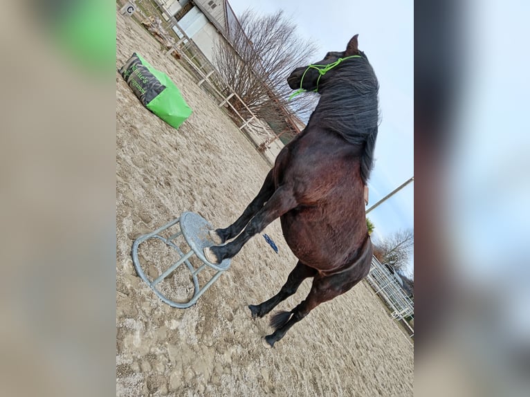 Welsh-C Stute 15 Jahre 143 cm Rappe in Freiburg im Breisgau