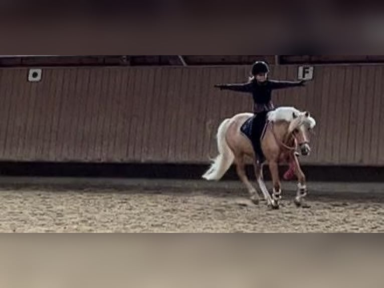 Welsh-C Stute 16 Jahre 130 cm Palomino in Umpfenbach