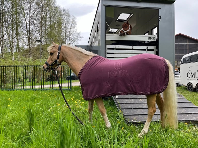 Welsh-C Stute 16 Jahre 130 cm Palomino in Umpfenbach