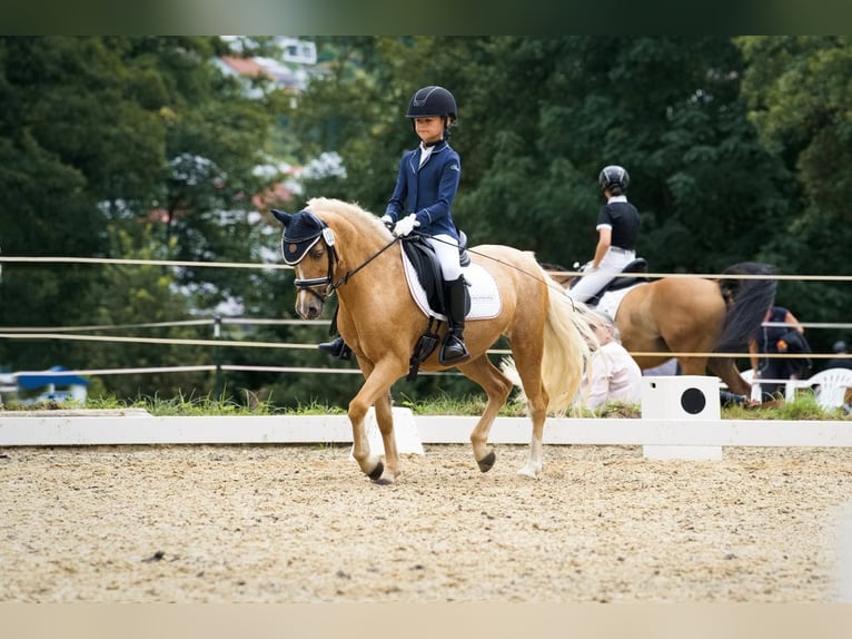 Welsh-C Stute 16 Jahre 130 cm Palomino in Umpfenbach
