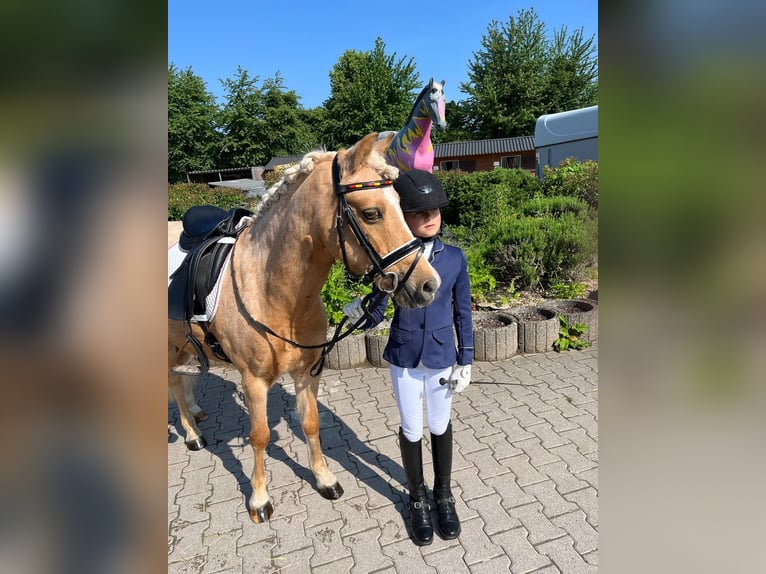 Welsh-C Stute 16 Jahre 130 cm Palomino in Umpfenbach