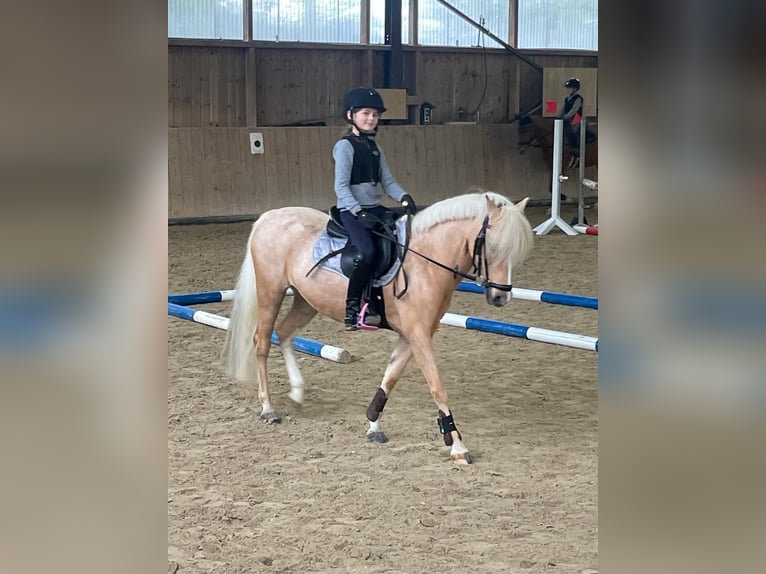 Welsh-C Stute 16 Jahre 130 cm Palomino in Umpfenbach