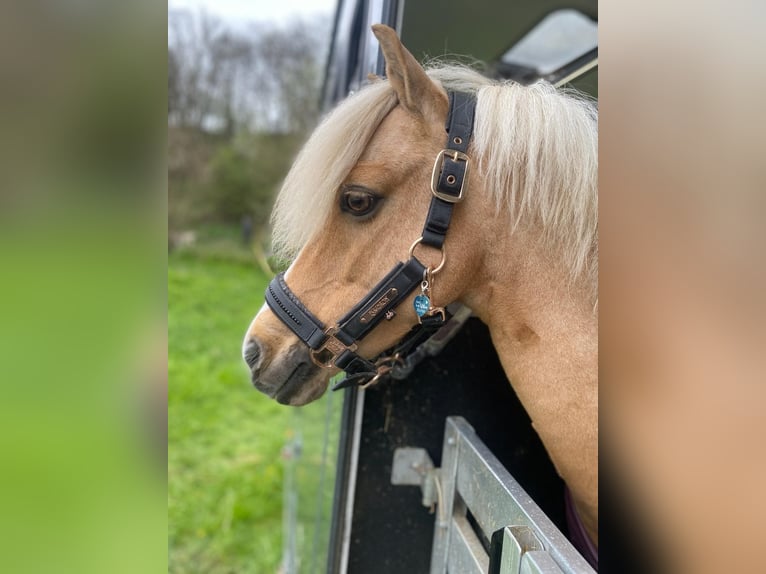Welsh-C Stute 16 Jahre 130 cm Palomino in Umpfenbach