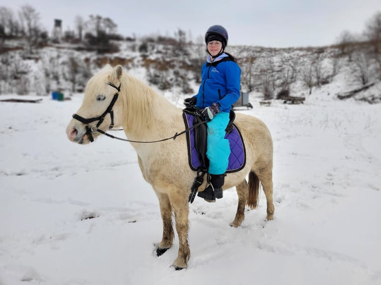 Welsh-C Mix Stute 16 Jahre 135 cm Schimmel in Rehling