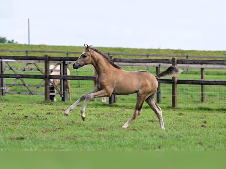 Welsh-C Stute 16 Jahre 136 cm Brauner in GROTE-BROGEL