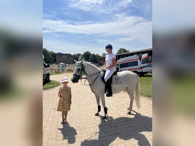 Welsh-C Stute 17 Jahre 134 cm in Papenhagen