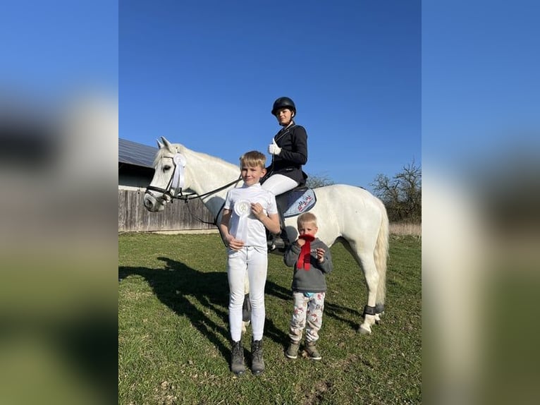 Welsh-C Stute 18 Jahre 134 cm in Papenhagen