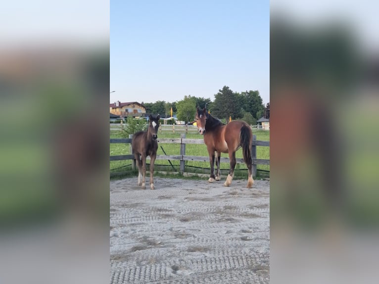 Welsh-C Stute 1 Jahr 143 cm Brauner in Drobollach