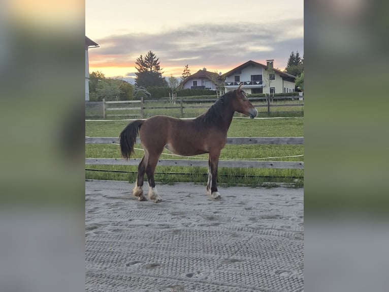 Welsh-C Stute 1 Jahr 143 cm Brauner in Drobollach