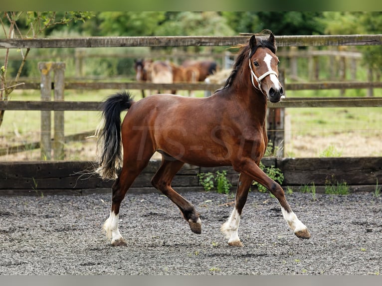 Welsh-C Stute 2 Jahre 133 cm Brauner in Meerbusch