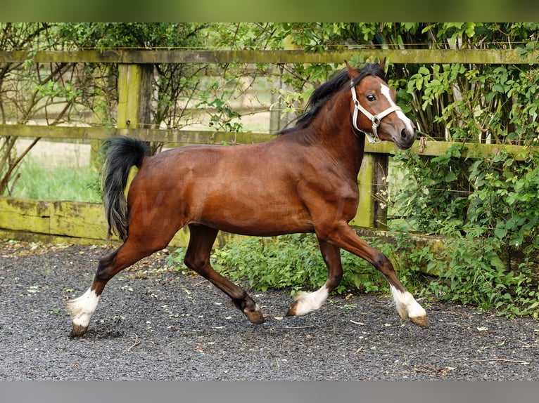 Welsh-C Stute 2 Jahre 133 cm Brauner in Meerbusch