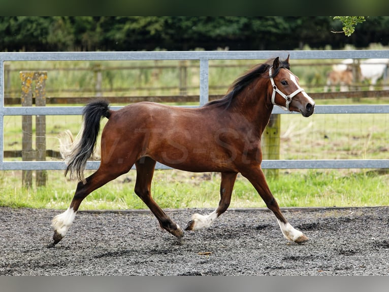 Welsh-C Stute 2 Jahre 133 cm Brauner in Meerbusch