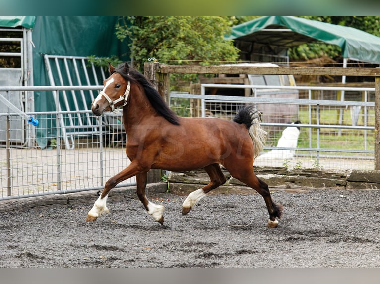 Welsh-C Stute 2 Jahre 133 cm Brauner in Meerbusch