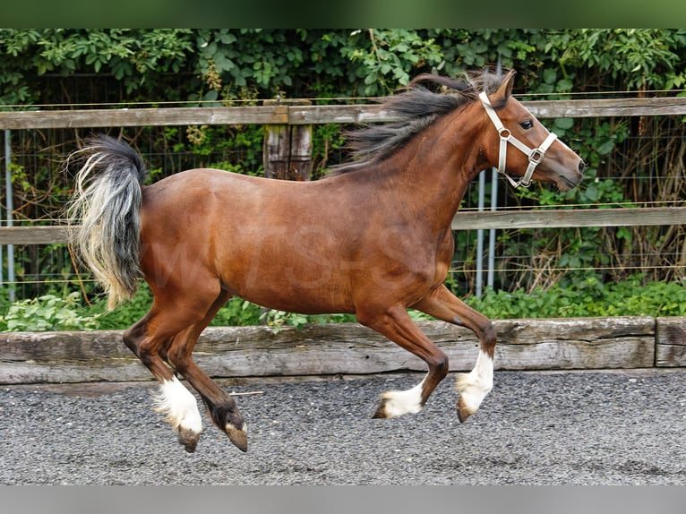 Welsh-C Stute 2 Jahre 133 cm Brauner in Meerbusch