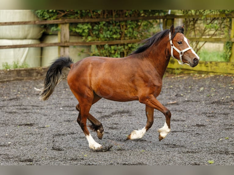 Welsh-C Stute 2 Jahre 133 cm Brauner in Meerbusch