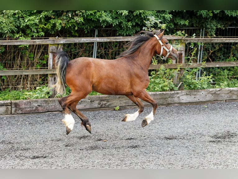 Welsh-C Stute 2 Jahre 133 cm Brauner in Meerbusch