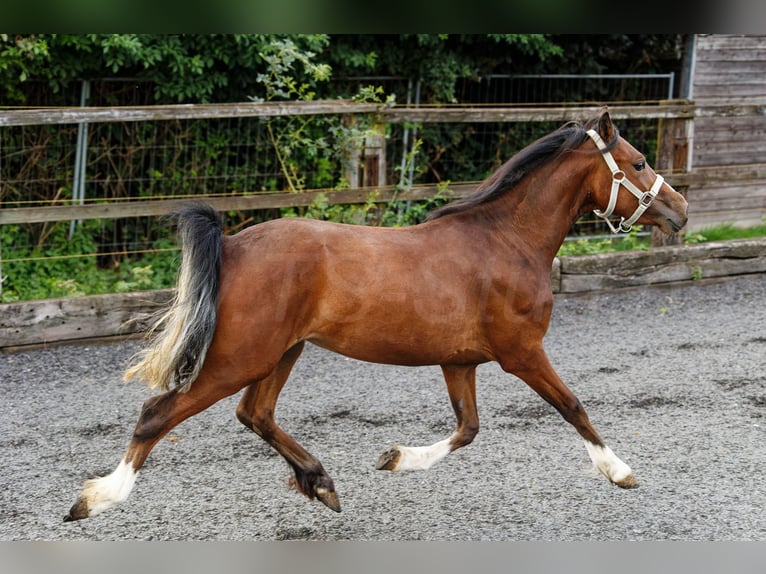 Welsh-C Stute 2 Jahre 133 cm Brauner in Meerbusch