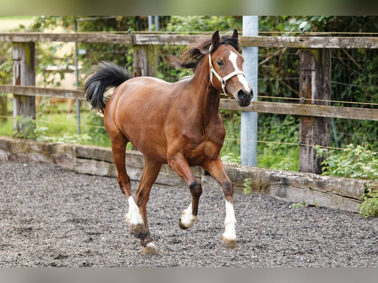 Welsh-C Stute 2 Jahre 133 cm Brauner in Meerbusch