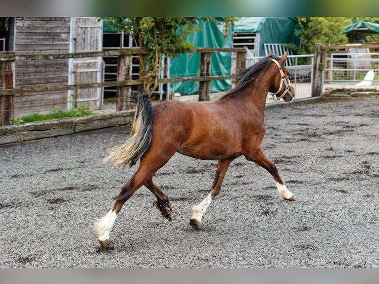 Welsh-C Stute 2 Jahre 133 cm Brauner in Meerbusch