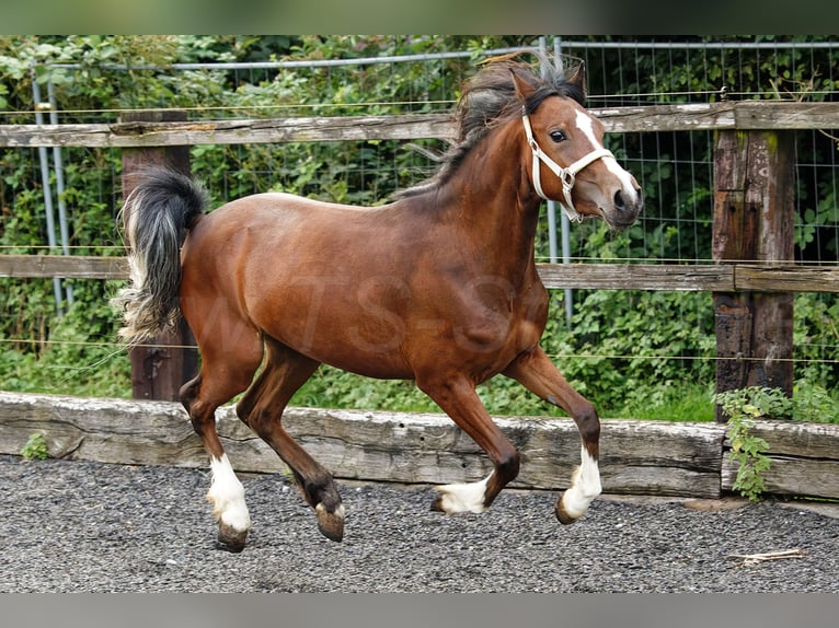 Welsh-C Stute 2 Jahre 133 cm Brauner in Meerbusch