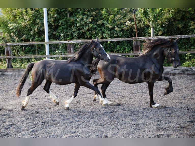 Welsh-C Stute 2 Jahre 139 cm Rappe in Meerbusch
