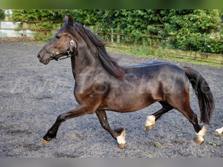 Welsh-C Stute 2 Jahre 139 cm Rappe in Meerbusch