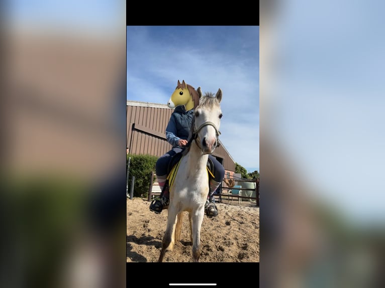 Welsh-C Stute 3 Jahre 133 cm Schimmel in Kortenaken