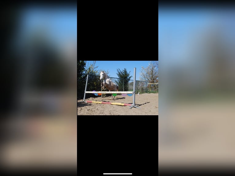 Welsh-C Stute 3 Jahre 133 cm Schimmel in Kortenaken