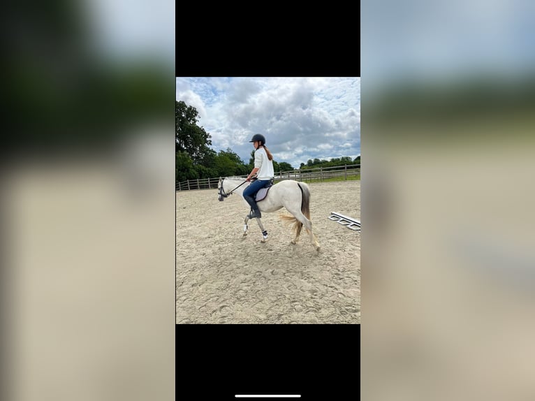 Welsh-C Stute 3 Jahre 133 cm Schimmel in Kortenaken