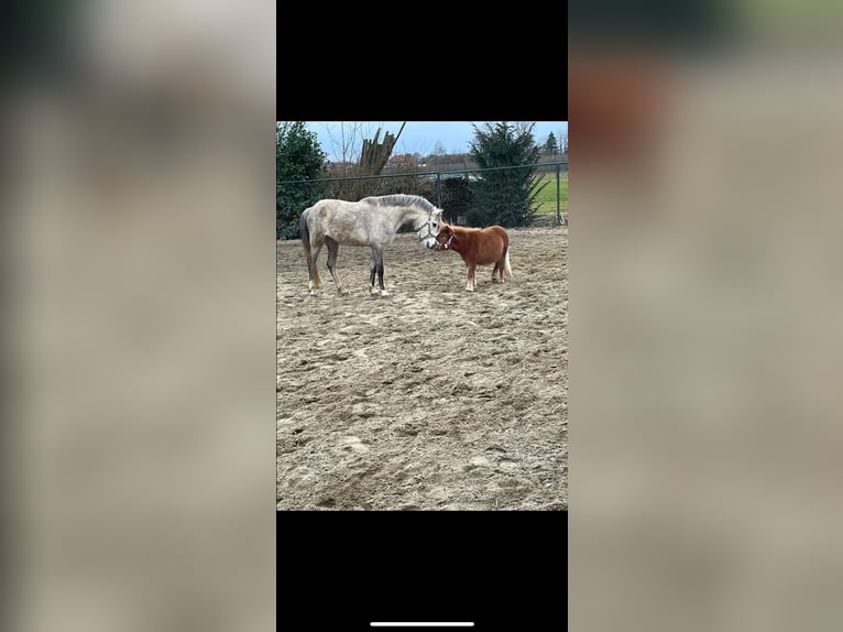Welsh-C Stute 3 Jahre 133 cm Schimmel in Kortenaken