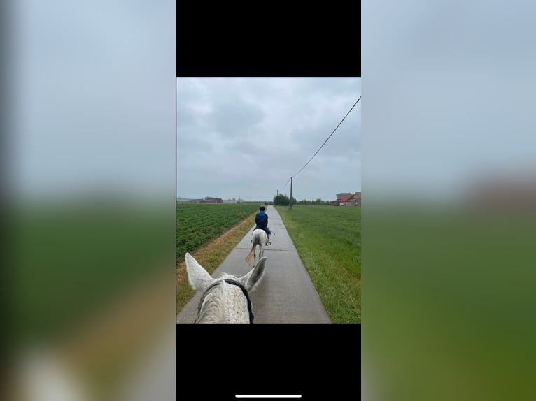 Welsh-C Stute 3 Jahre 133 cm Schimmel in Kortenaken