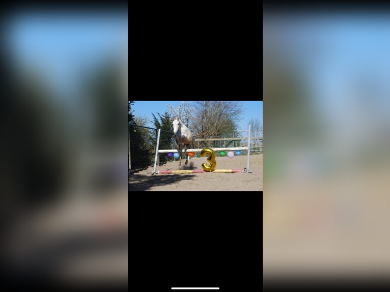Welsh-C Stute 3 Jahre 133 cm Schimmel in Kortenaken
