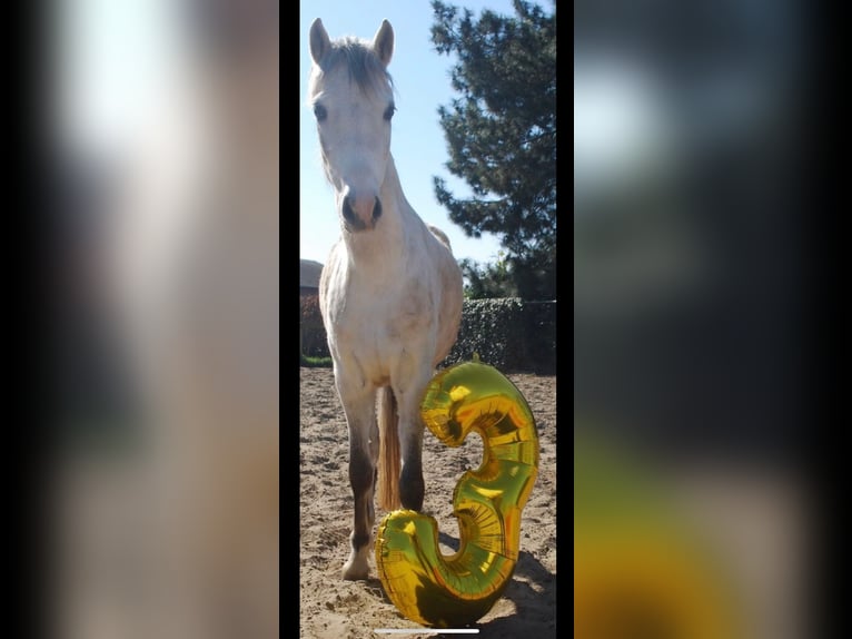 Welsh-C Stute 3 Jahre 133 cm Schimmel in Kortenaken