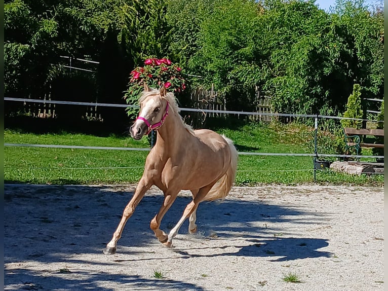 Welsh-C Stute 3 Jahre 140 cm Palomino in Probenzing