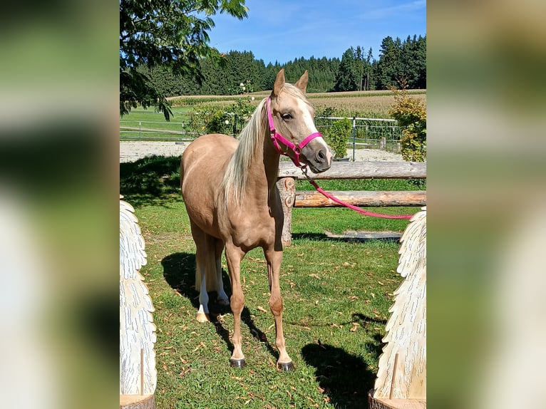 Welsh-C Stute 3 Jahre 140 cm Palomino in Probenzing