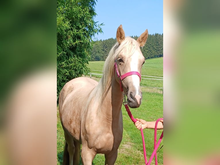 Welsh-C Stute 3 Jahre 140 cm Palomino in Probenzing