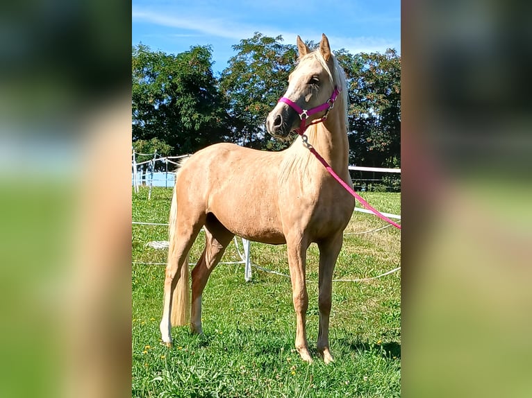 Welsh-C Stute 3 Jahre 140 cm Palomino in Probenzing
