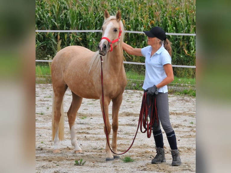 Welsh-C Stute 3 Jahre 140 cm Palomino in Probenzing