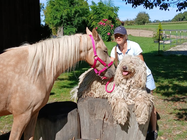 Welsh-C Stute 3 Jahre 140 cm Palomino in Probenzing