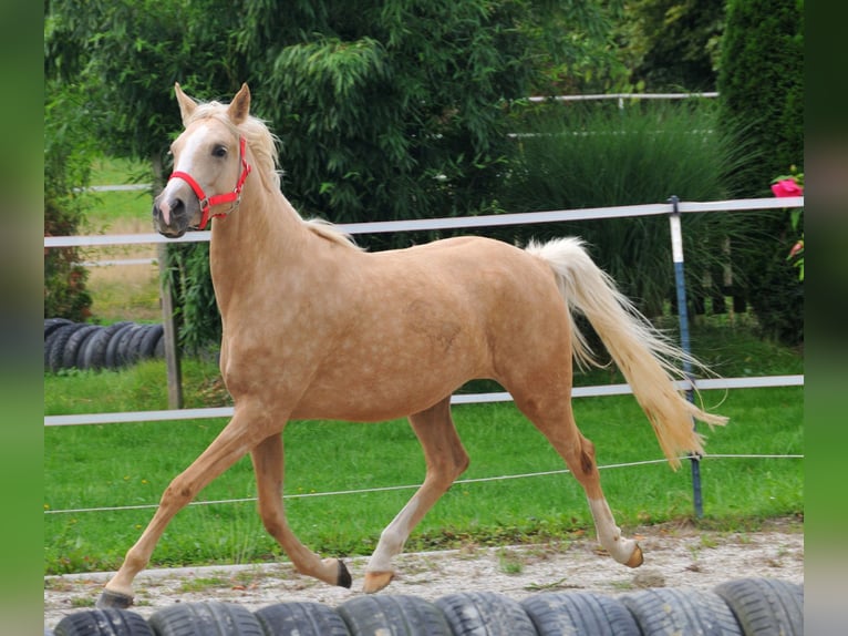 Welsh-C Stute 3 Jahre 140 cm Palomino in Probenzing