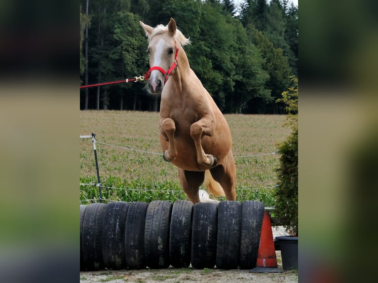 Welsh-C Stute 3 Jahre 140 cm Palomino in Probenzing