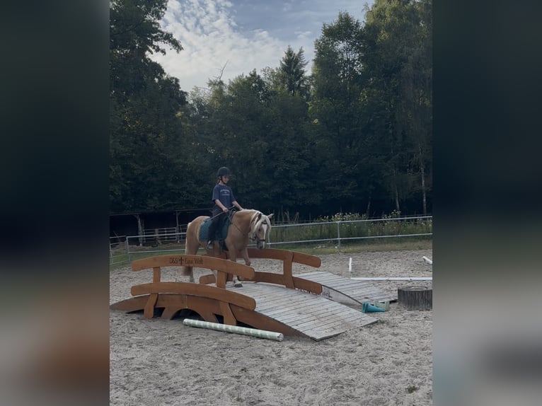 Welsh-C Stute 4 Jahre 131 cm Palomino in Kirchwalsede