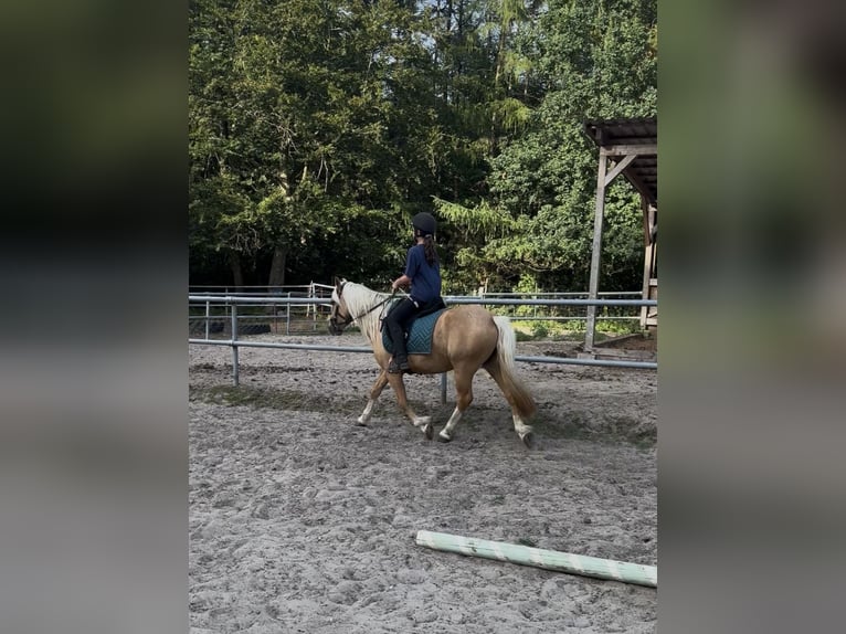 Welsh-C Stute 4 Jahre 131 cm Palomino in Kirchwalsede