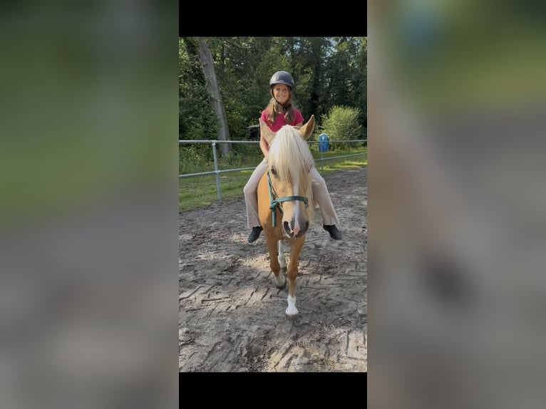 Welsh-C Stute 4 Jahre 131 cm Palomino in Kirchwalsede